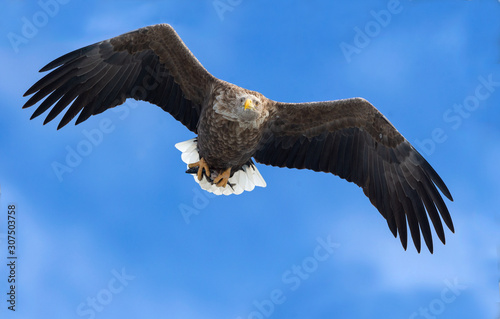 Adult White-tailed eagle with fish in flight. Blue sky background. Scientific name: Haliaeetus albicilla, the ern, erne, gray eagle, Eurasian sea eagle and white-tailed sea-eagle.