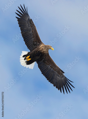 Adult white tailed eagle in flight. Blue sky background. Scientific name  Haliaeetus albicilla  also known as the ern  erne  gray eagle  Eurasian sea eagle and white-tailed sea-eagle.