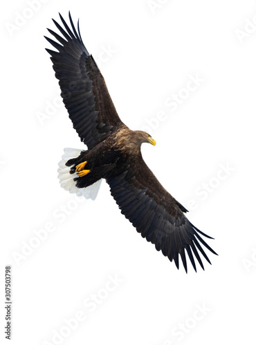 Adult White tailed eagle in flight. Isolated on White background. Scientific name  Haliaeetus albicilla  also known as the ern  erne  gray eagle  Eurasian sea eagle and white-tailed sea-eagle.