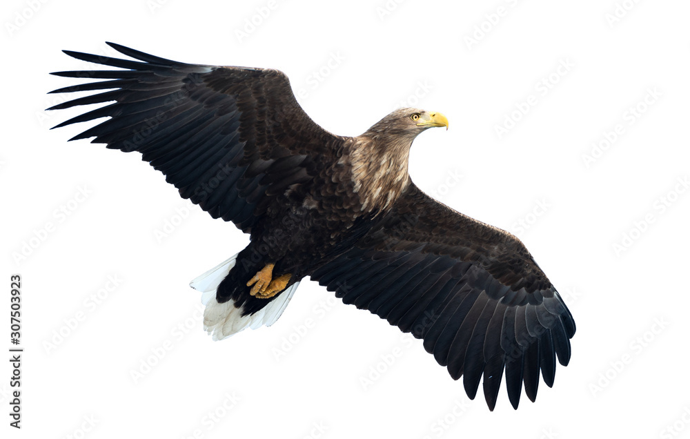 Adult White tailed eagle in flight. Isolated on White background. Scientific name: Haliaeetus albicilla, also known as the ern, erne, gray eagle, Eurasian sea eagle and white-tailed sea-eagle. Adult White tailed eagle in flight. Isolated on White background. Scientific name: Haliaeetus albicilla, also known as the ern, erne, gray eagle, Eurasian sea eagle and white-tailed sea-eagle.