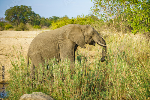 elephant in kruger national park  mpumalanga  south africa 13