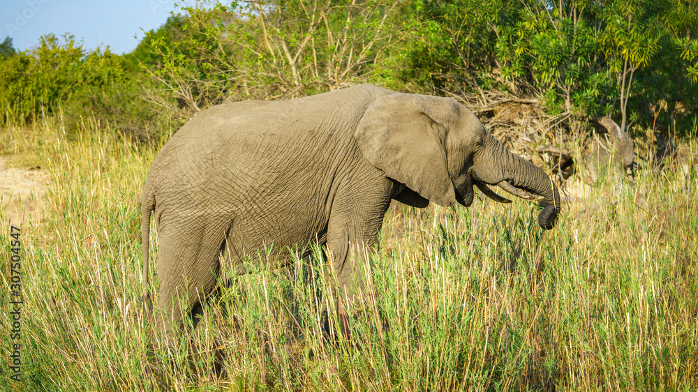 Fototapeta premium elephant in kruger national park, mpumalanga, south africa 24