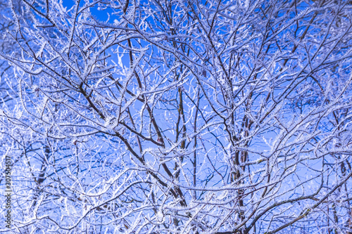 Frosty branches of a tree, weather forecast background