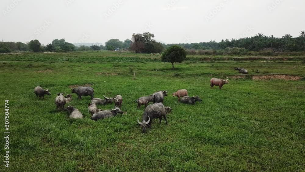 Aerial fly over group of buffaloes grazing grass in green field. Two buffaloes in pink color. Aerial fly over group of buffaloes grazing grass in green field. Two buffaloes in pink color.