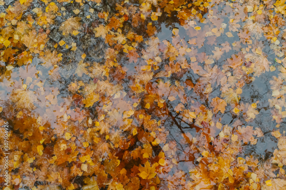 Autumn leaves in a puddle Autumn leaves in a puddle