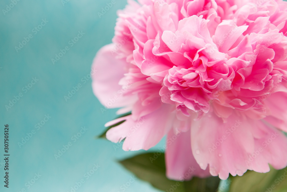 Pink Peony flower on blue background, beautiful card with copy space