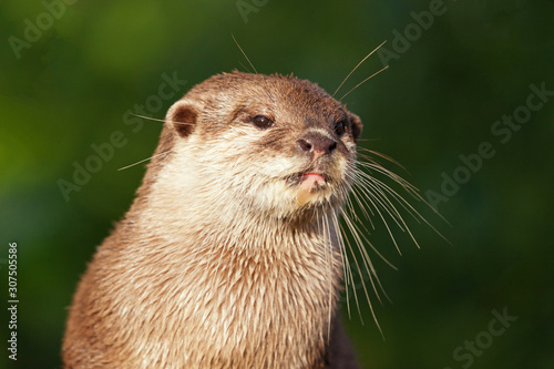 Otter Close Up © anitalvdb