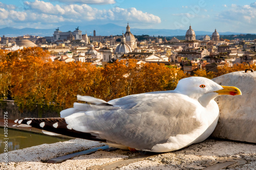 Seagull in Rome