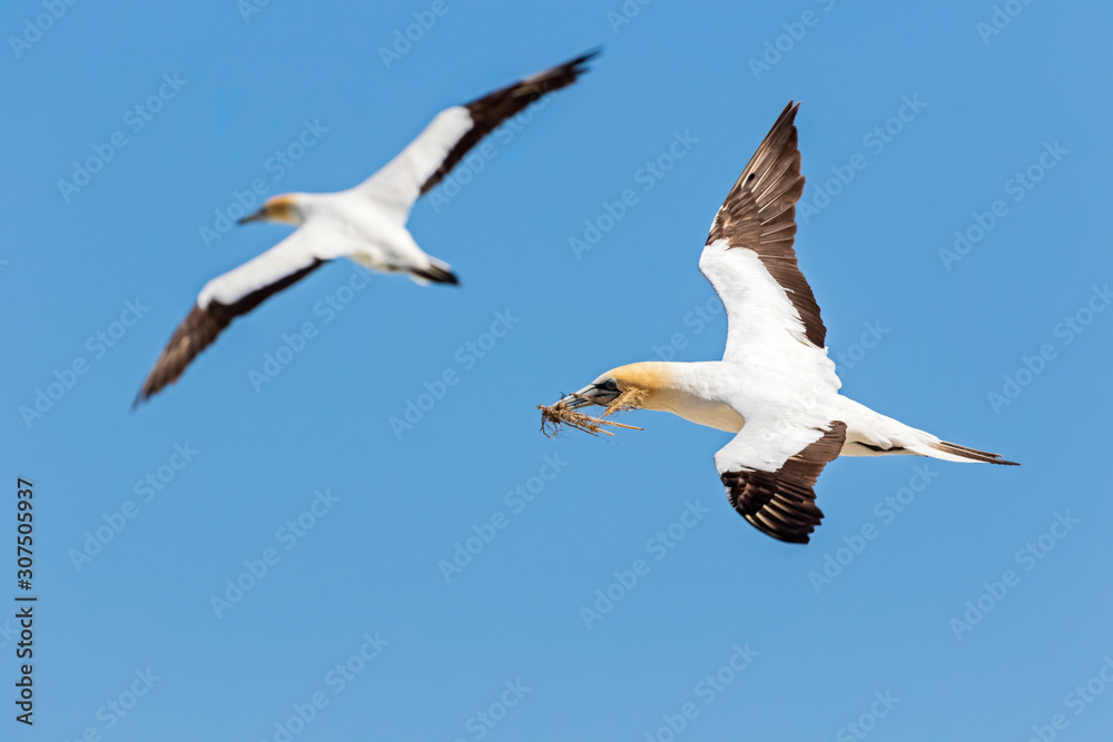 Low angle view of bobbies flying against clear blue sky during sunny day Low angle view of bobbies flying against clear blue sky during sunny day