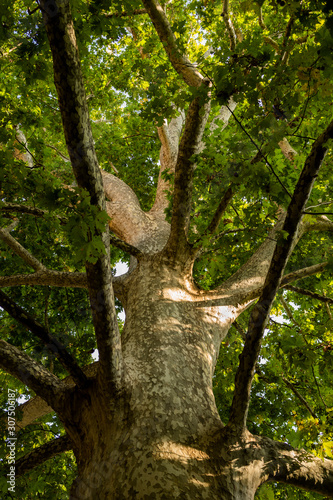 Italy, Milan, Low angle view of tall green tree photo