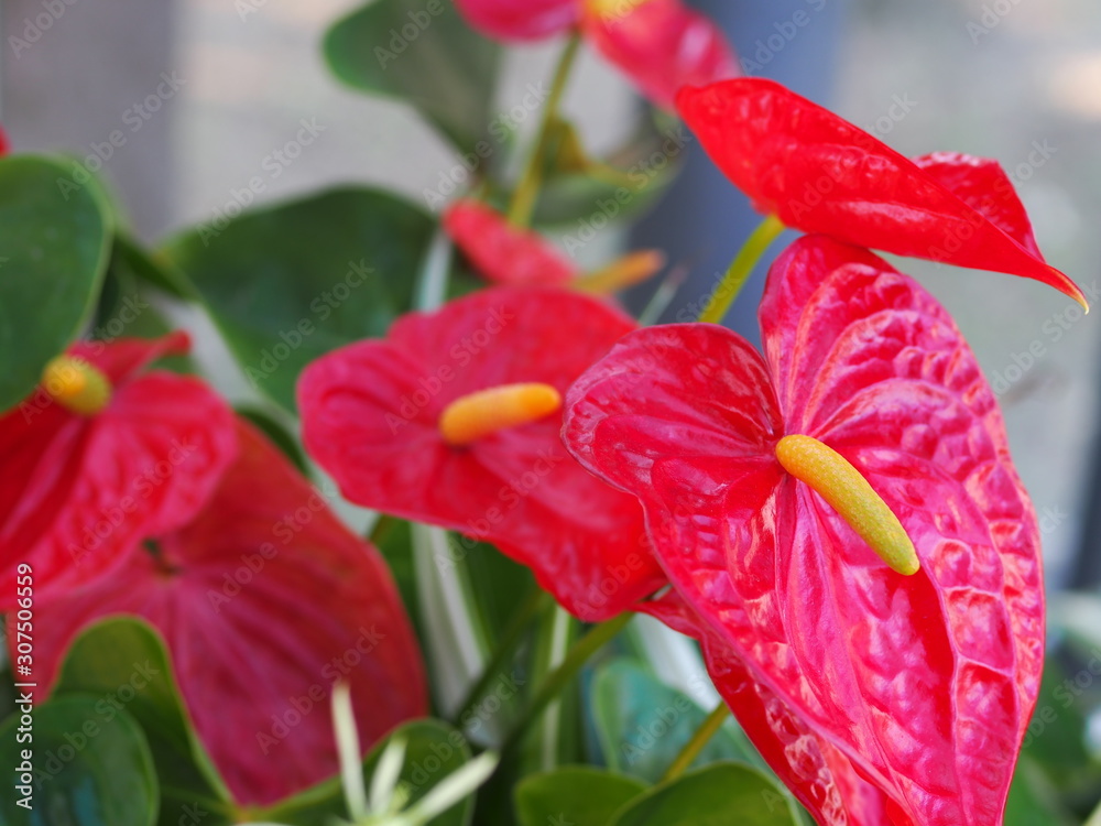 赤いスパティフィラムの花 Stock Photo Adobe Stock 赤いスパティフィラムの花 Stock Photo Adobe Stock