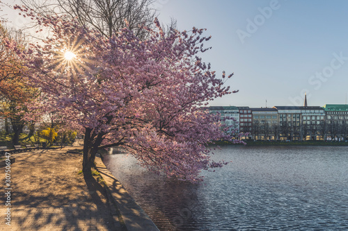 Cherry trees by Binnenalster lake against sky in Hamburg during springtime, Germany photo