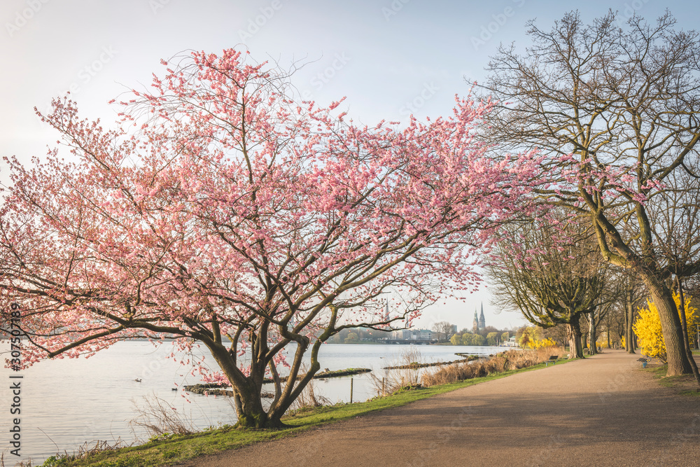 Diminishing perspective of empty road amidst cherry trees by Alster River during springtime, Hamburg, Germany Diminishing perspective of empty road amidst cherry trees by Alster River during springtime, Hamburg, Germany