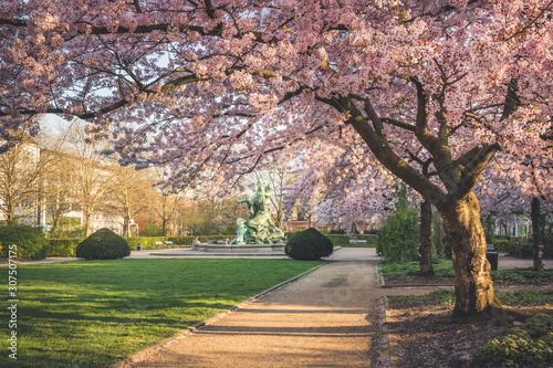 Cherry trees by footpath in park at Hamburg, Germany photo