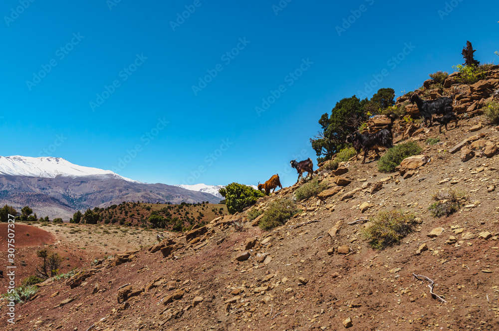 Goats in high mountain of the Aït Bouguemez valley in Morocco