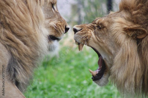 Two Male Lions Playing 