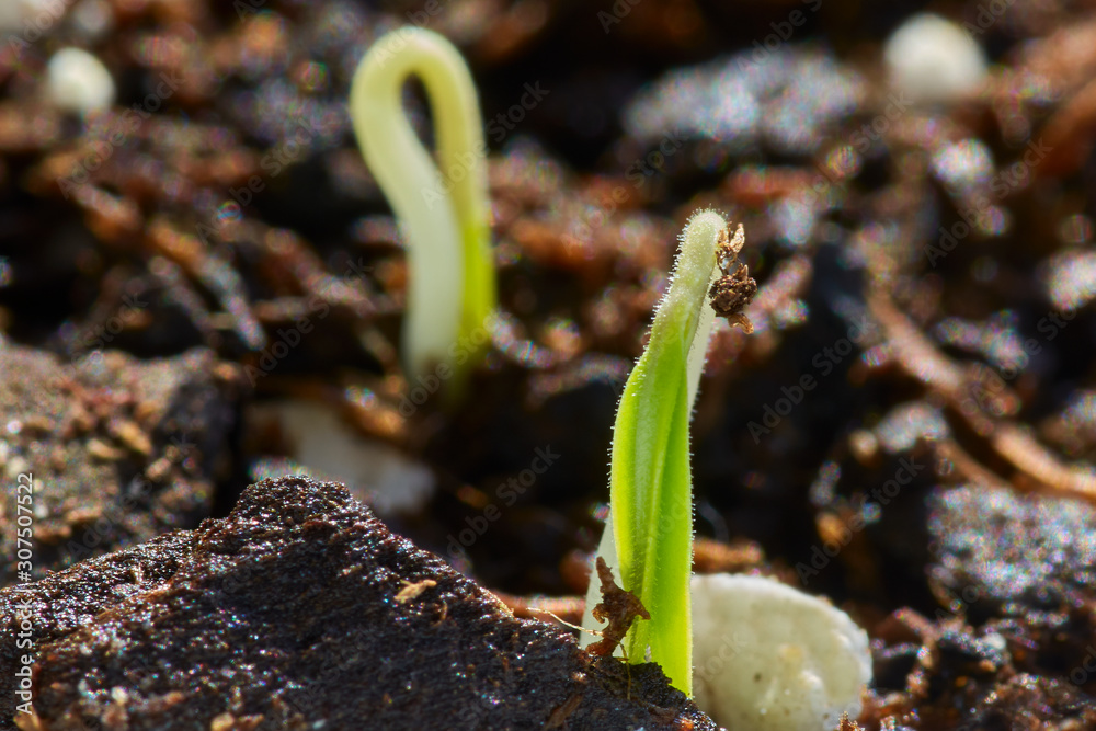 Fototapeta premium Young tomato plant in soil