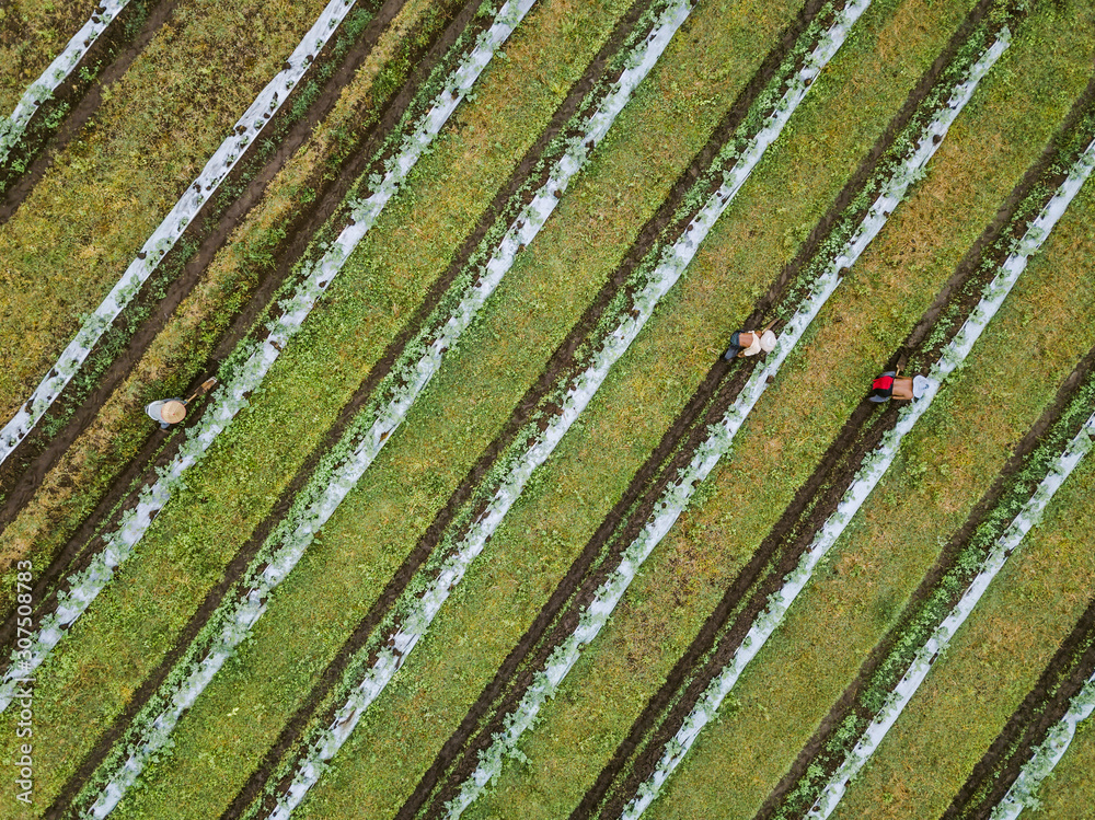 Aerial view of workers at farm, Bali, Indonesia Aerial view of workers at farm, Bali, Indonesia