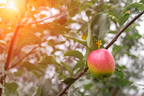Ripe red apple on tree branch in orchard in autumn sunlight. Green foliage in background