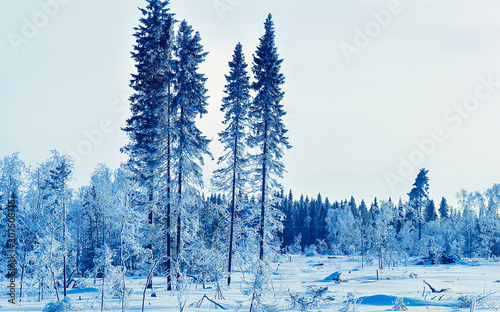 Winter road with snow in Finland. Landscape of Lapland in Europe. Forest along highway during ride. Snowy trip. Cold driveway. Driving in Finnish motorway on north Rovaniemi village. View with tree © Roman Babakin
