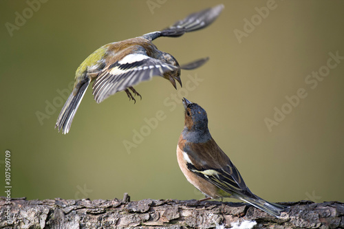 Close-up of chaffinches perching on tree trunk photo