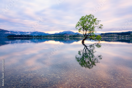 Lone Tree of Lake Wanaka against sky during sunset at South Island, New Zealand photo