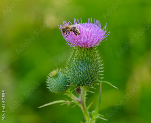 Close-up of honey bee pollinating on common thistle, Bavaria, Germany photo