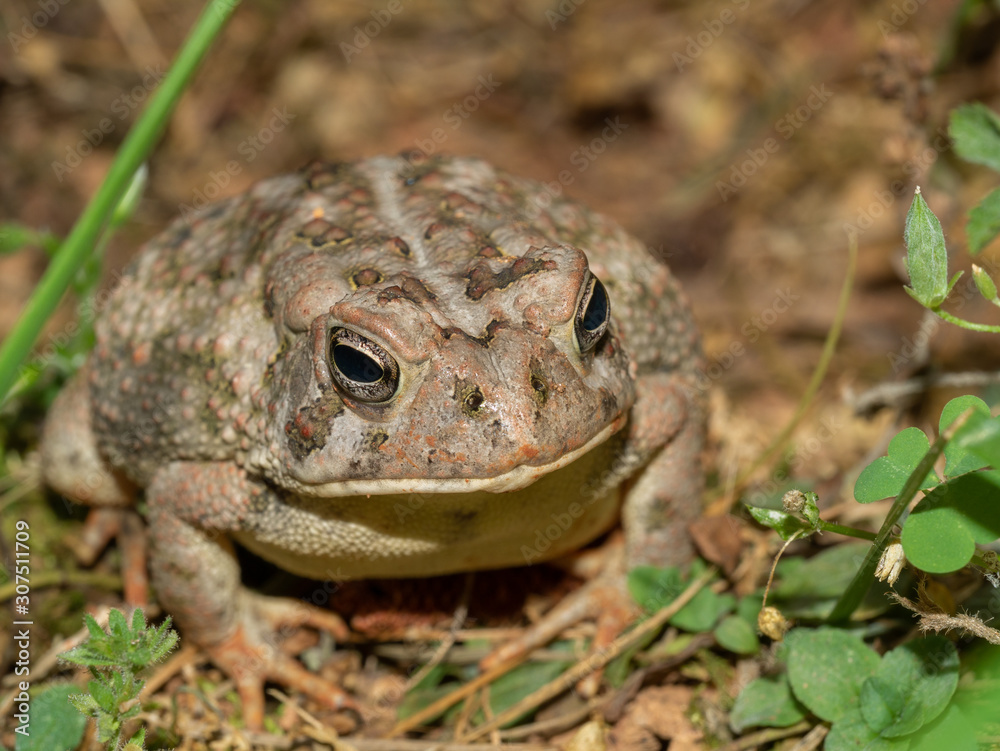 Fototapeta premium frog in grass