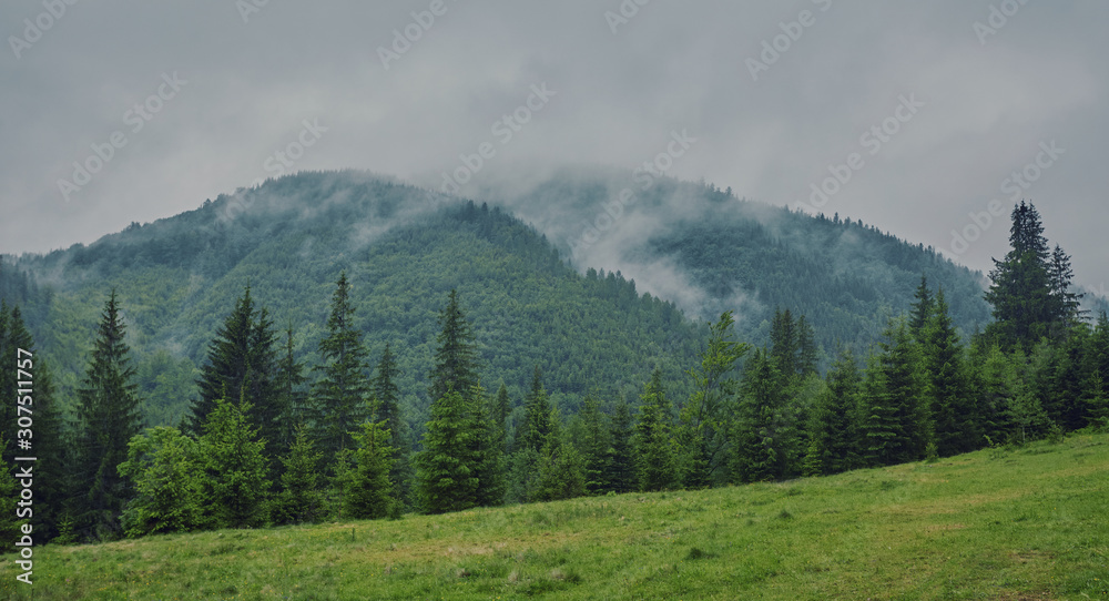 nature panorama green forest mountain fog cloud travel