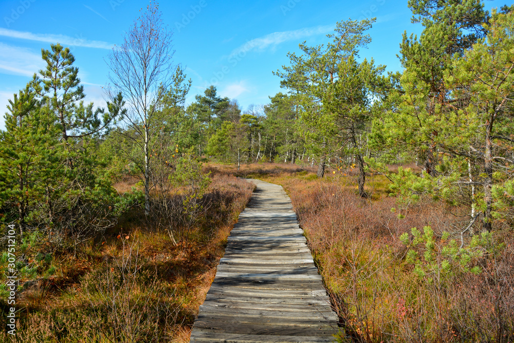Way forward - Wood path through the black bog moor in the Rhön, Germany, Way forward - Wood path through the black bog moor in the Rhön, Germany,