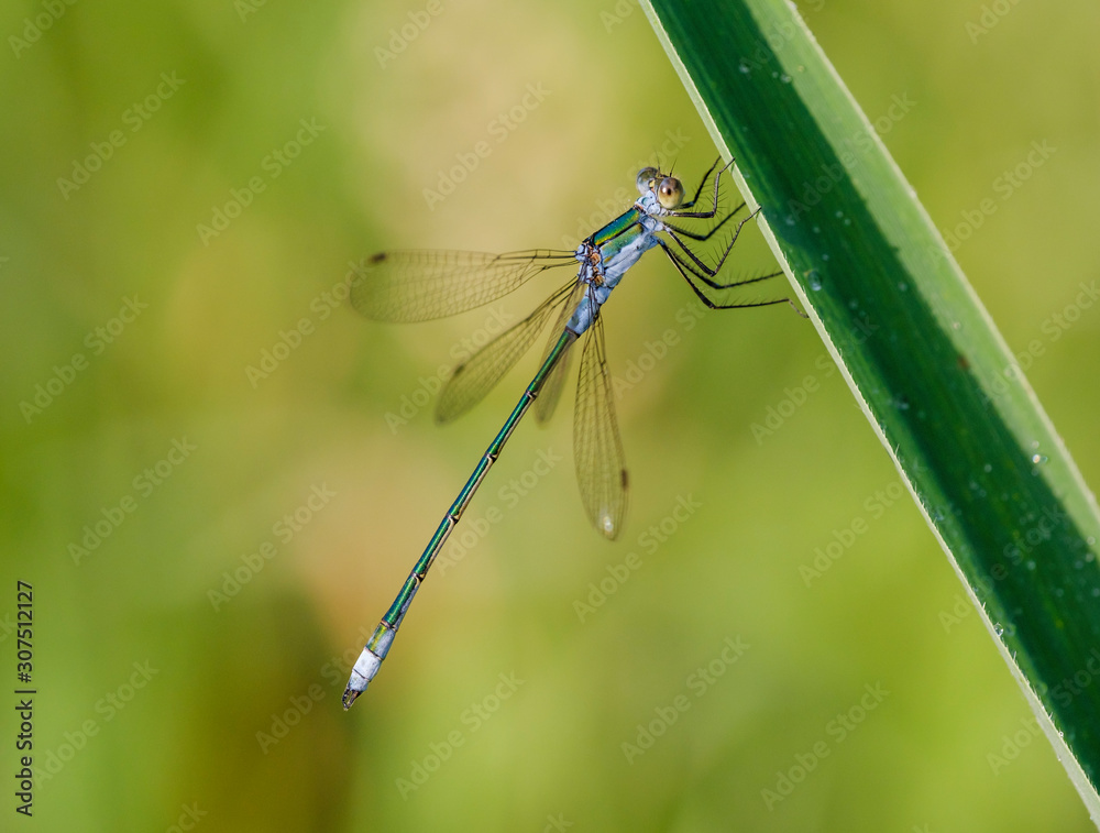 Close-up of Common Binsenjungfer on leaf, Bavaria, Germany Close-up of Common Binsenjungfer on leaf, Bavaria, Germany