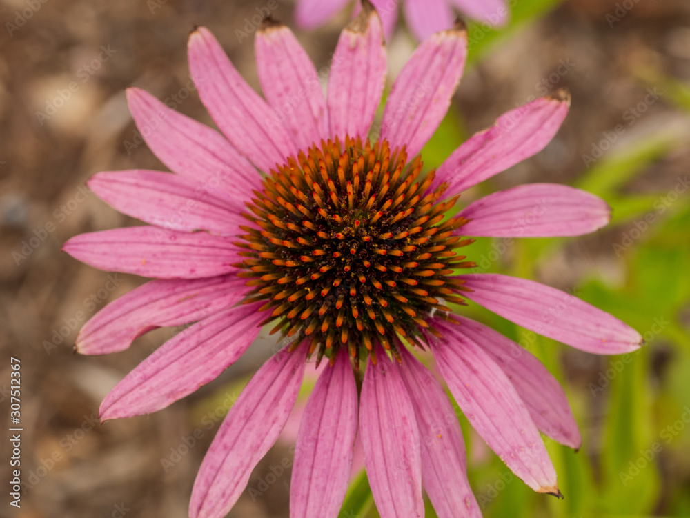 flower close up