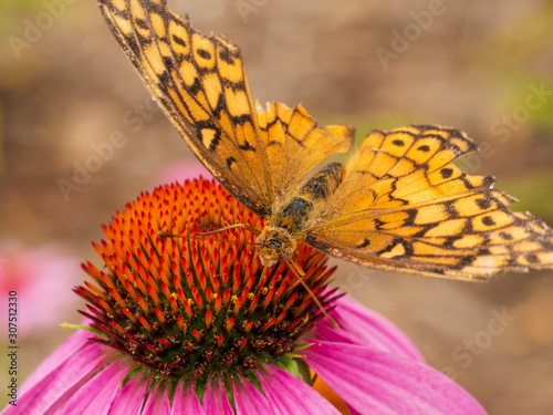 butterfly flower close up