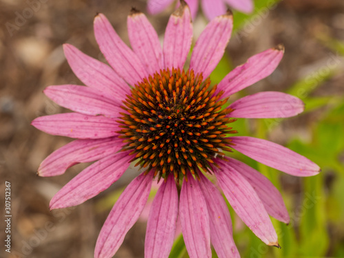 flower close up