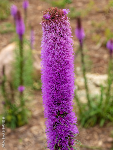 purple flower close up