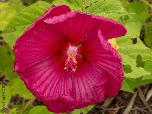 flower close up