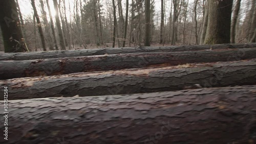 Huge Long Wood Logs Of Cut Down Pine Trees Piled In the Forest. photo