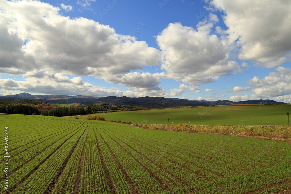 北海道 富良野市 秋の田園風景 ( Autumnal ruralscape at Furano City, Hokkaido, Japan )