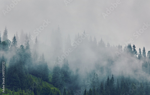 Foggy morning summer landscape with fir trees © Ryzhkov Oleksandr