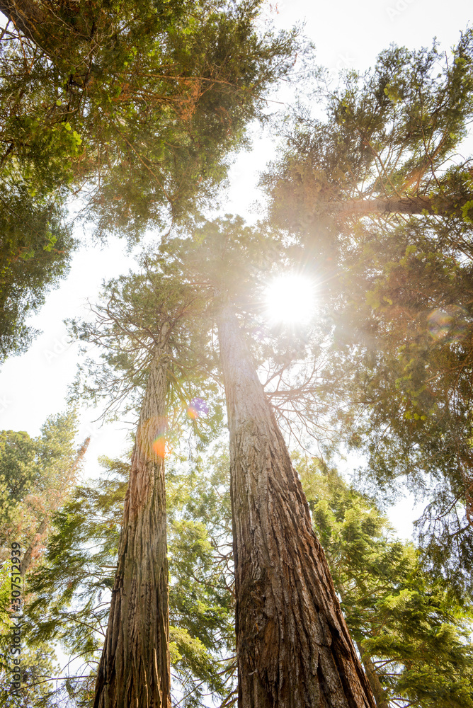 Looking up at tall trees and sunshine - obrazy, fototapety, plakaty 