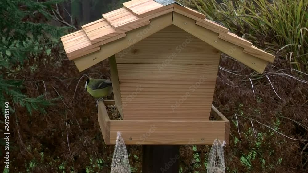 Kohlmeisen am Vogelhäuschen (Originalton) Kohlmeisen am Vogelhäuschen (Originalton)