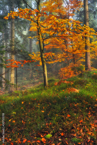 fog in the autumn forest. picturesque Carpathian forest