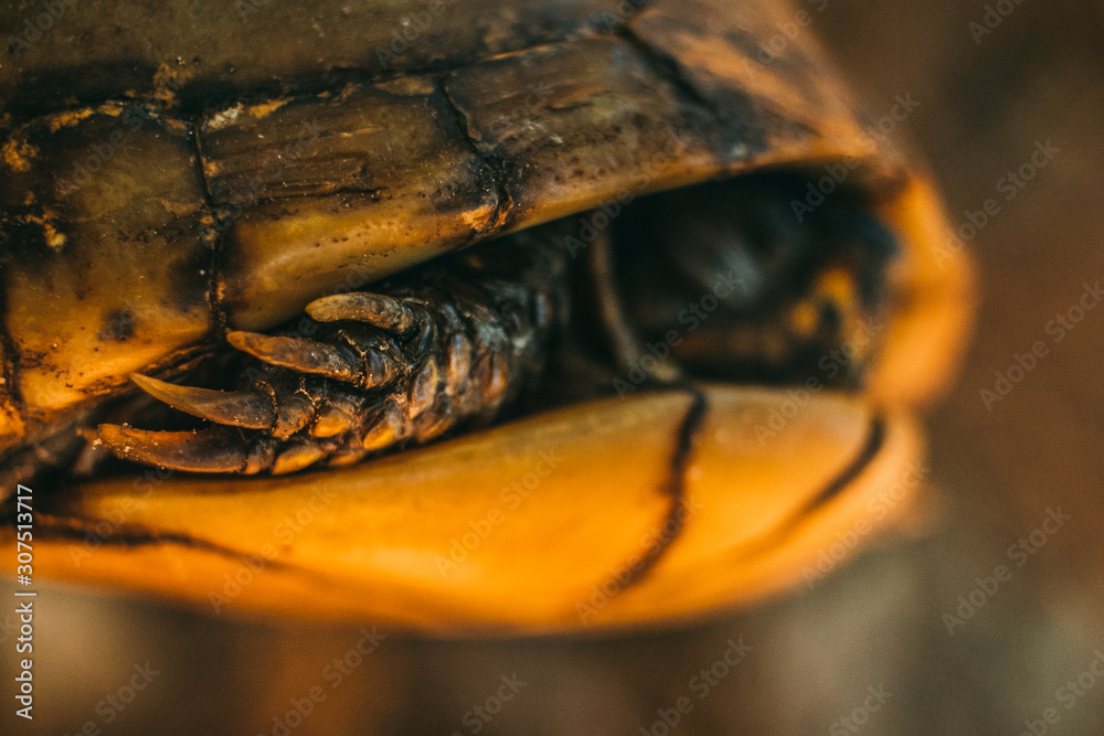 Box Turtle