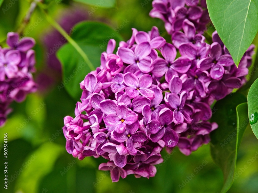 Lilac close-up Lilac close-up