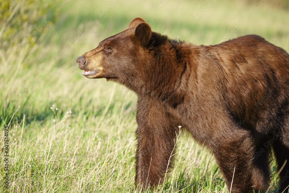 Grizzly bear in National Park, Montana, United States of America, North America Grizzly bear in National Park, Montana, United States of America, North America
