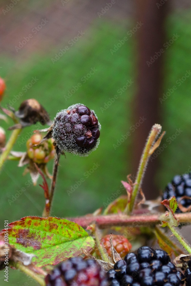 Mouldy Blackberries Covered In Fungus And Decaying Mouldy Blackberries Covered In Fungus And Decaying