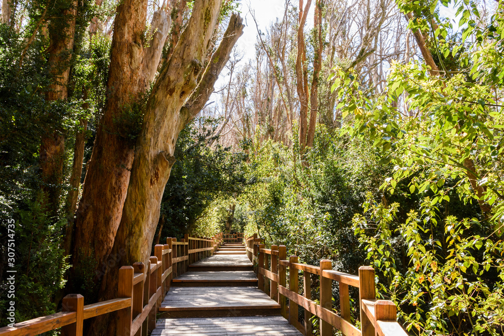 Wooden footpath surrounded by leafy Chilean myrtle trees in Los Arrayanes National Park, Villa La Angostura, Patagonia, Argentina Wooden footpath surrounded by leafy Chilean myrtle trees in Los Arrayanes National Park, Villa La Angostura, Patagonia, Argentina