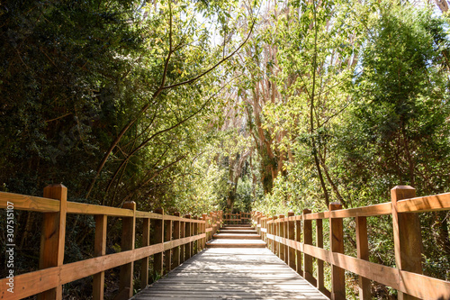 Wooden footpath surrounded by leafy Chilean myrtle trees in Los Arrayanes National Park, Villa La Angostura, Patagonia, Argentina