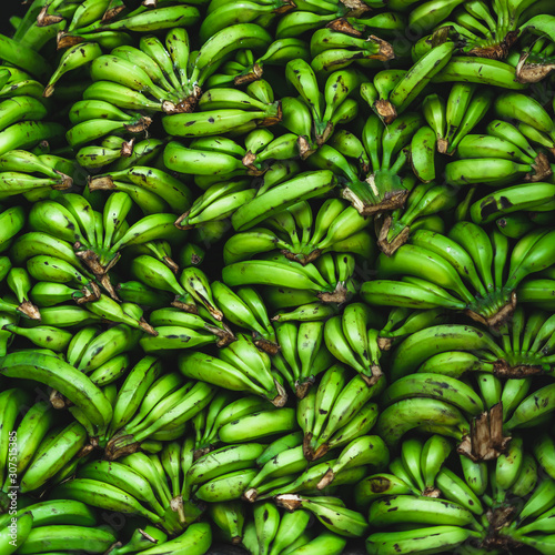 Green and healthy bananas. green banana background