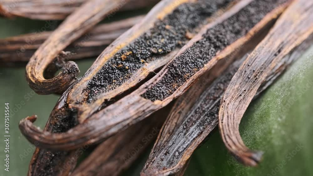 Dried vanilla pods, vanilla sticks macro shooting. Vanilla beans on a green background. Vanilla grains macro shot